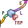 trp operon